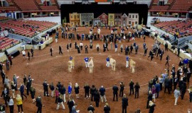 美国畜牧展览会 WORLD DAIRY EXPO